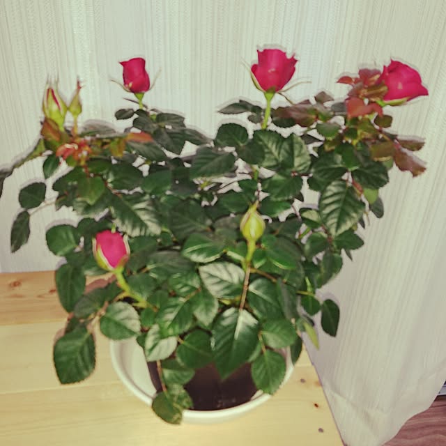 Charlesさんの実例写真