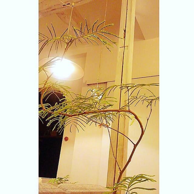 kaorinさんの実例写真