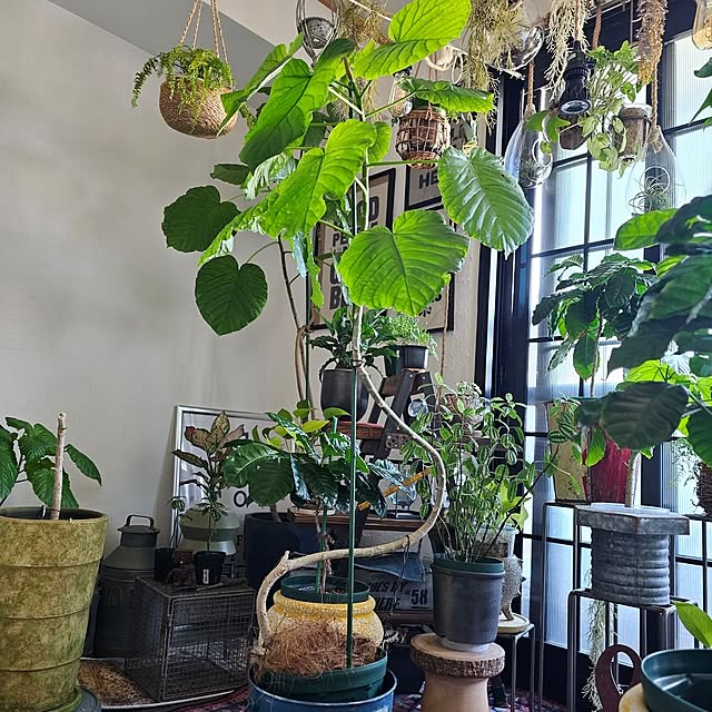 CYNOSさんの部屋