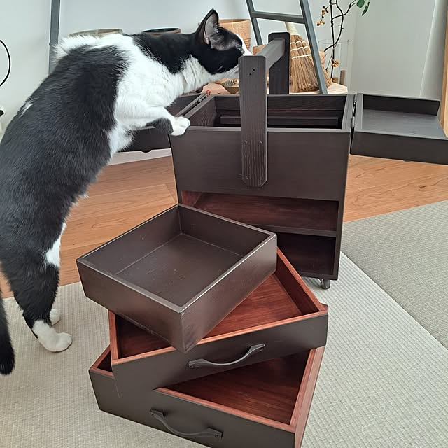 kankanmom_horn_5catsさんの部屋