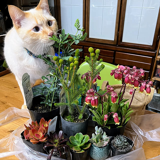 mohhaさんの実例写真