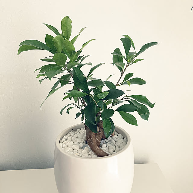 観葉植物/100均/ダイソー/北欧/キャンドゥ...などのインテリア実例 - 2021-05-03 13:27:56