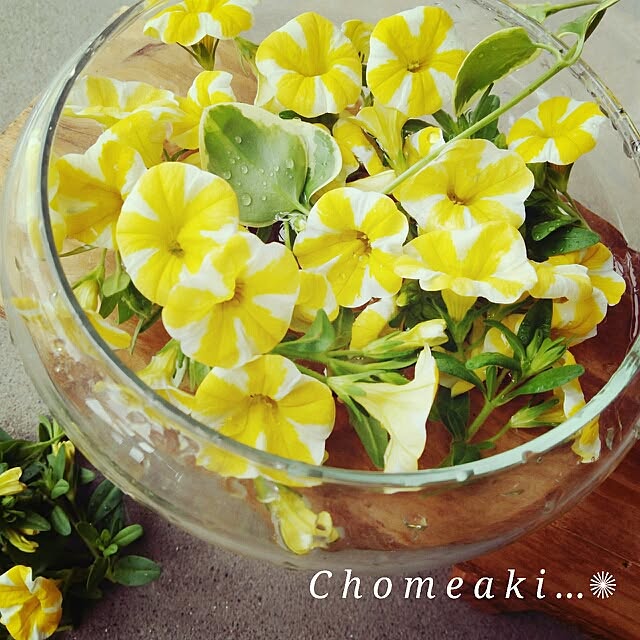 Chomeakiさんの実例写真