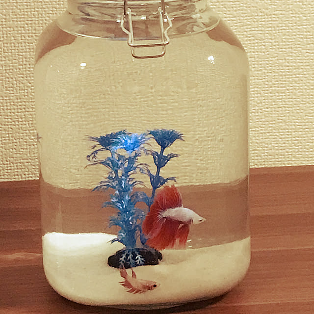R2D2さんの実例写真