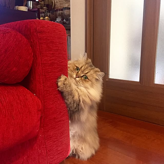 butachanさんの実例写真