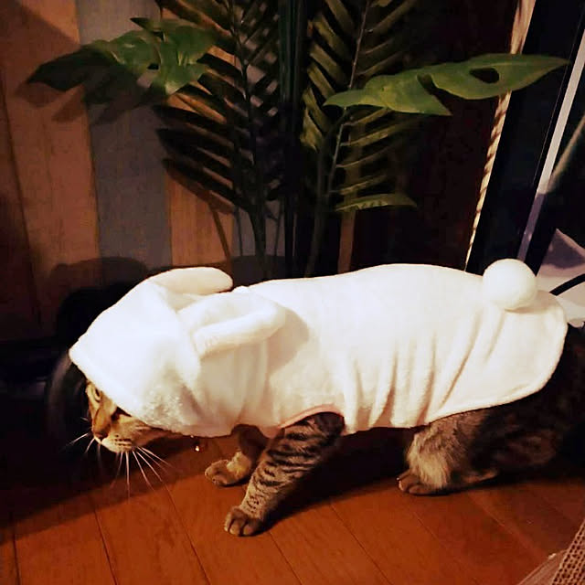 実例写真