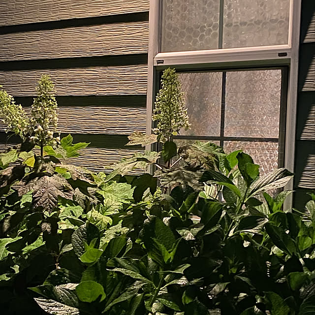 misacoさんの実例写真