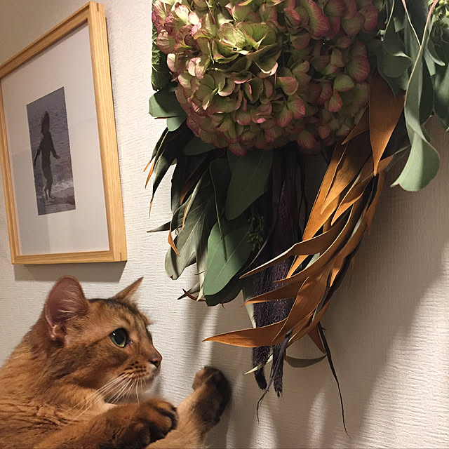 shihoさんの実例写真