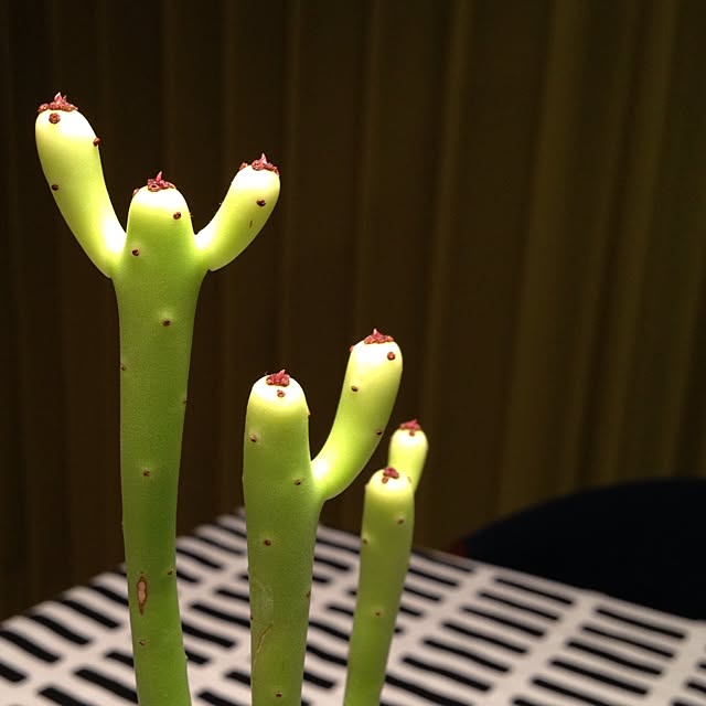 mashiwoさんの実例写真
