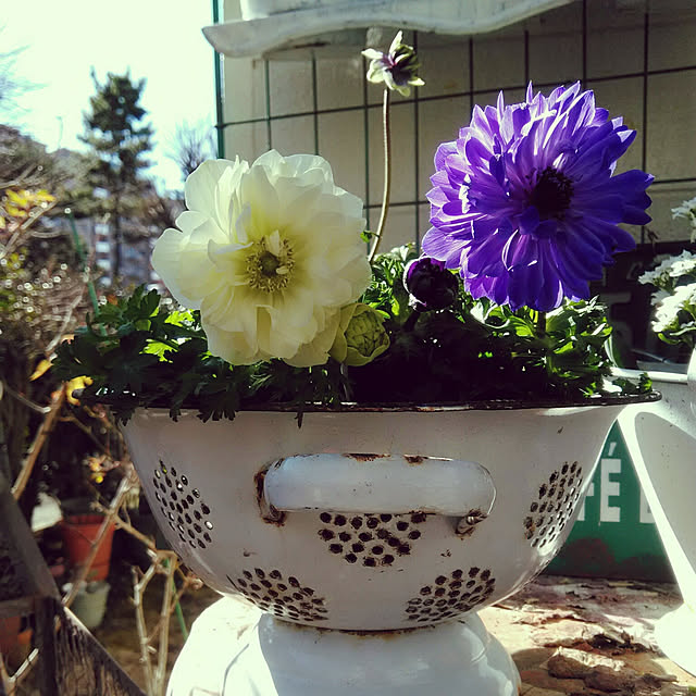showさんの実例写真