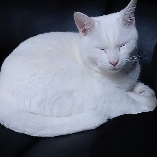 yipuuさんの実例写真