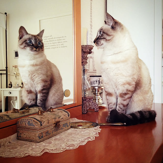 ayasmaさんの実例写真