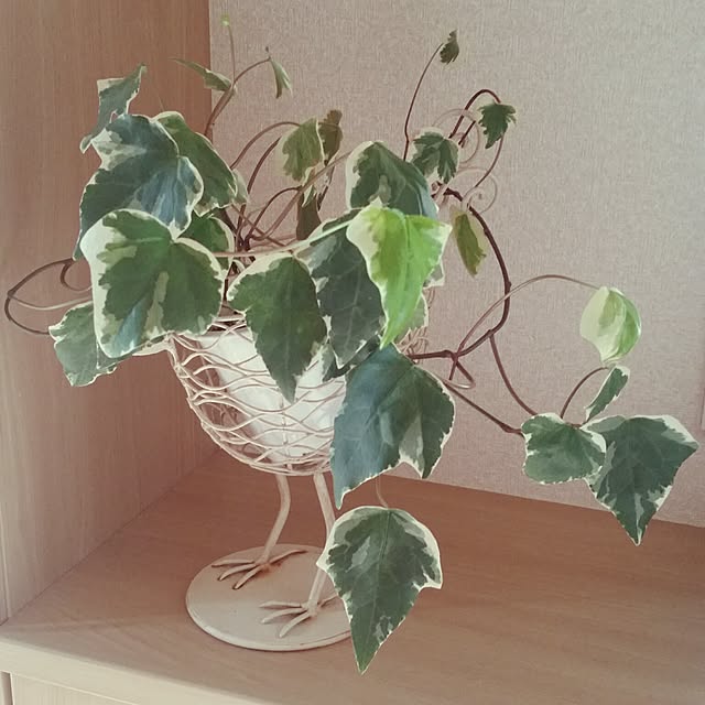 nia1213さんの実例写真