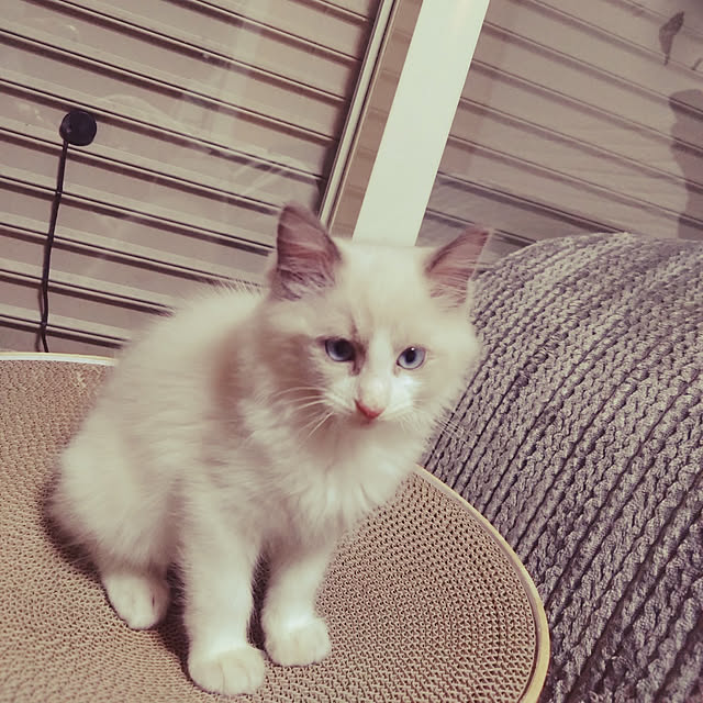 michikoさんの実例写真