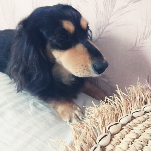 cocosorasakuさんの実例写真