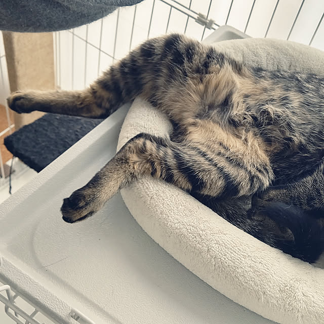 hihaさんの実例写真