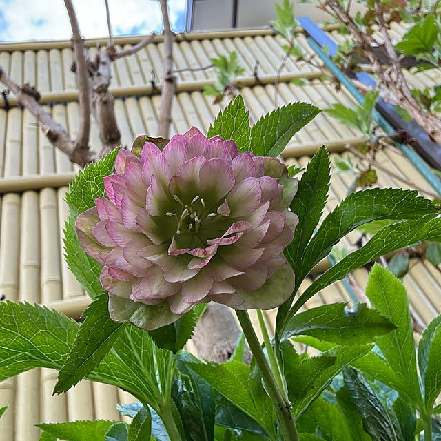 mamizaさんの部屋