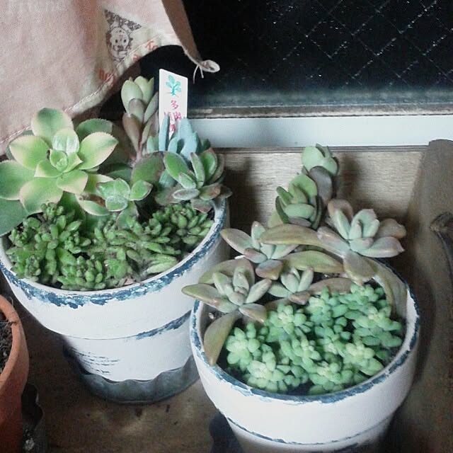 383junkさんの実例写真