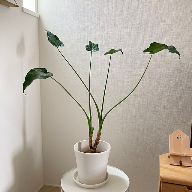 suna_kitsuneさんの実例写真