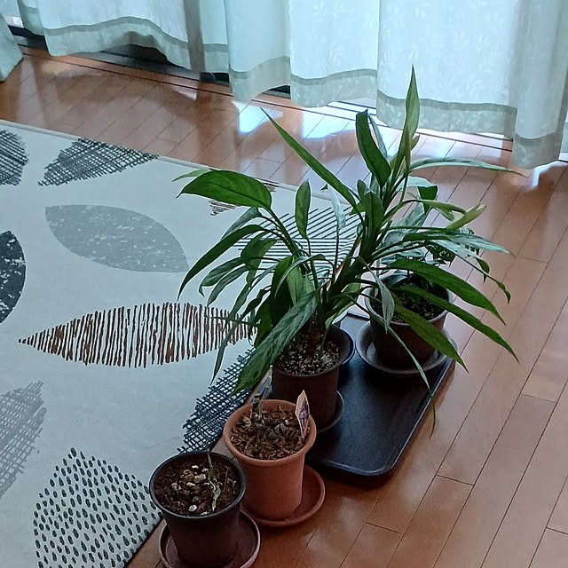 実例写真