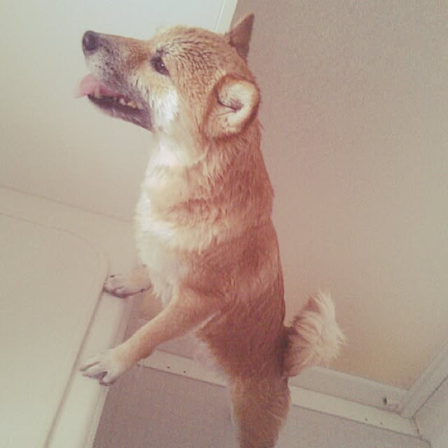 kotaさんの実例写真
