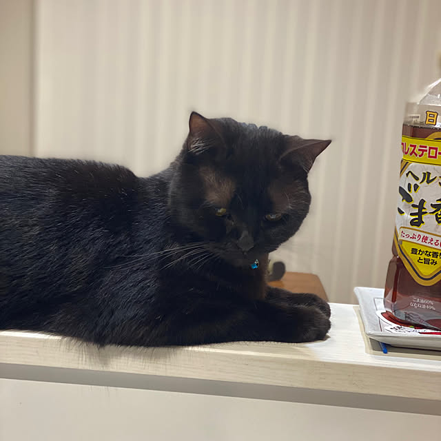 okapiさんの部屋