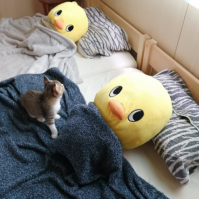 hiyocoさんの実例写真