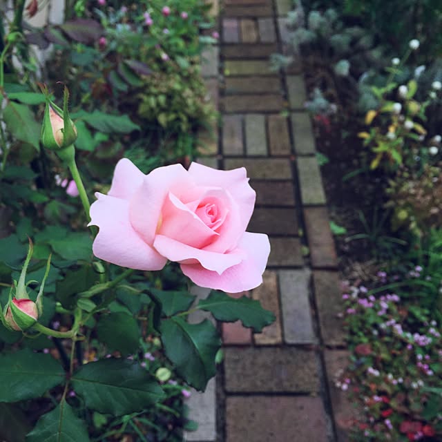 happygardenさんの実例写真