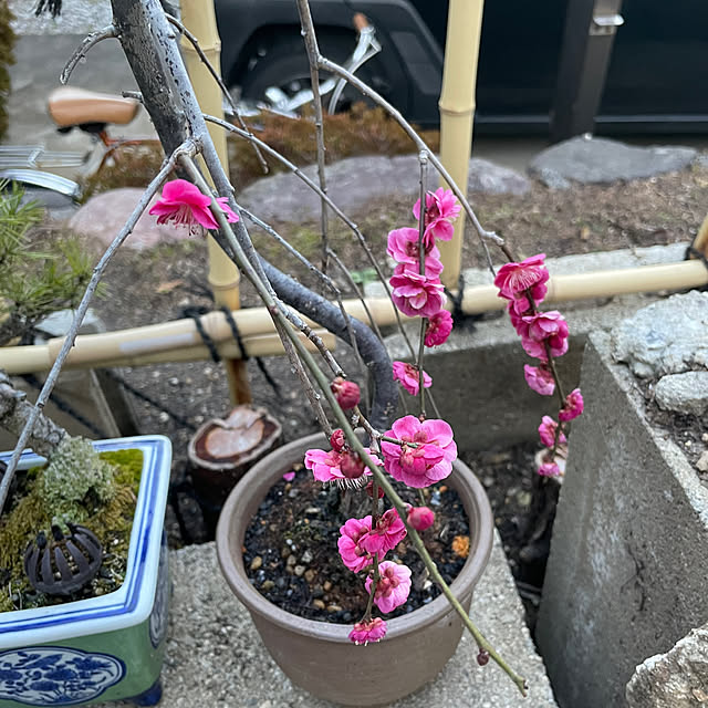 shin0719さんの実例写真