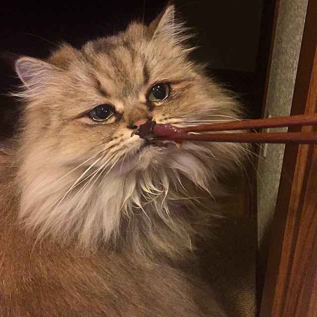 butachanさんの実例写真