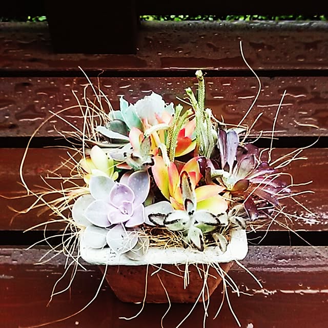 portulacaさんの実例写真