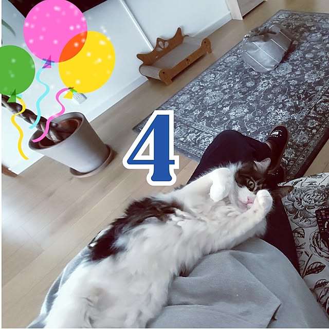 +CHIHARU+さんの実例写真