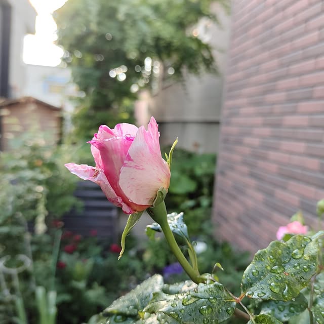 kiraさんの部屋
