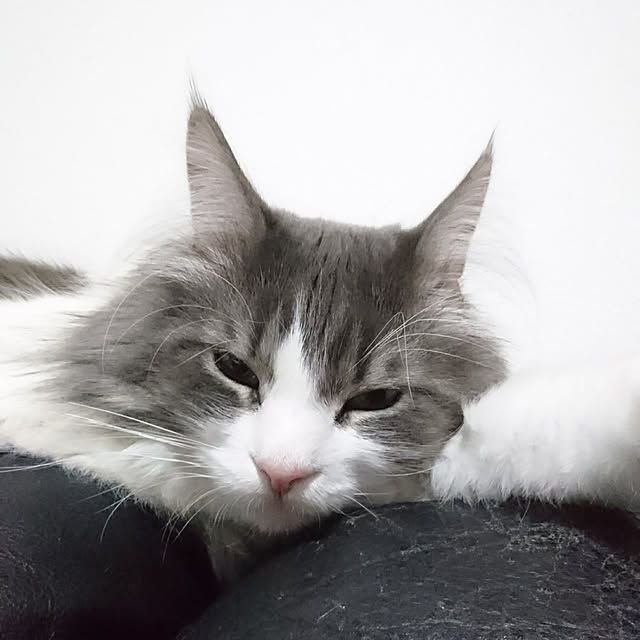 shinobuさんの実例写真