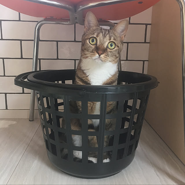 maruさんの実例写真