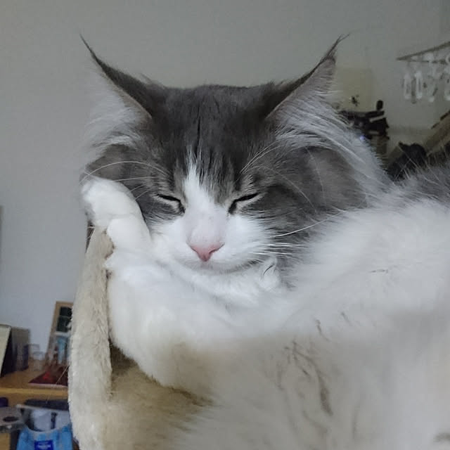 shinobuさんの実例写真