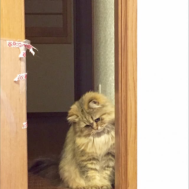 butachanさんの実例写真