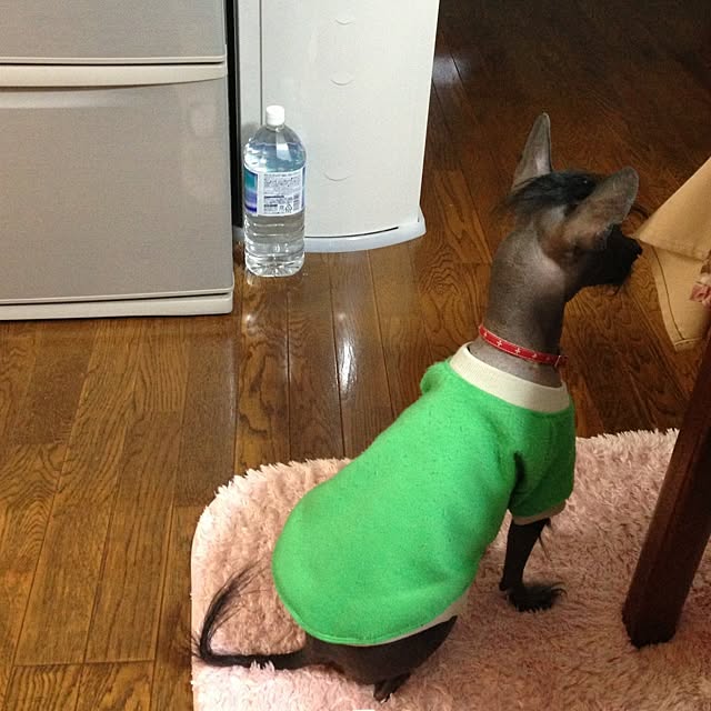 実例写真