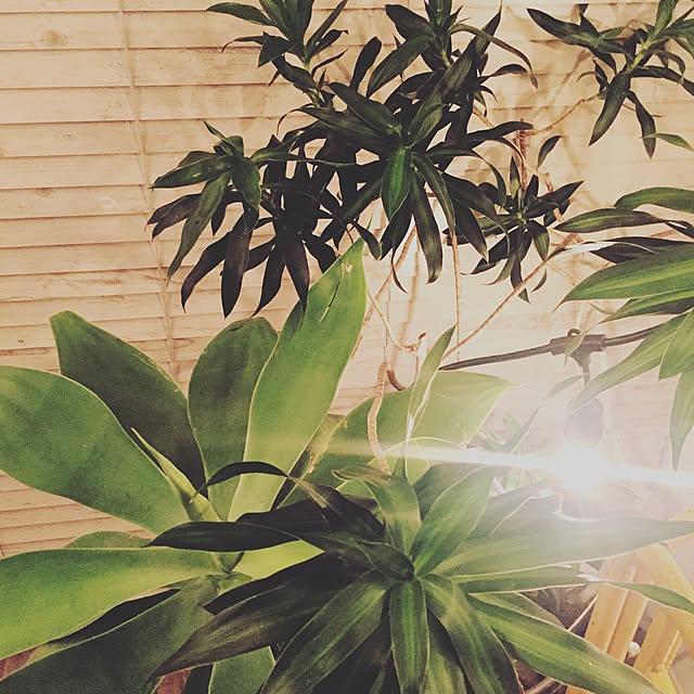 GreenWorksさんの実例写真