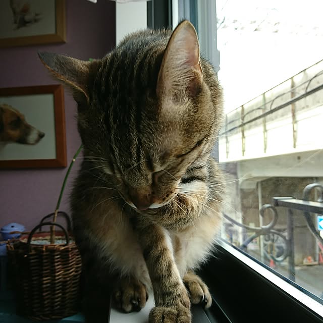 poniさんの実例写真