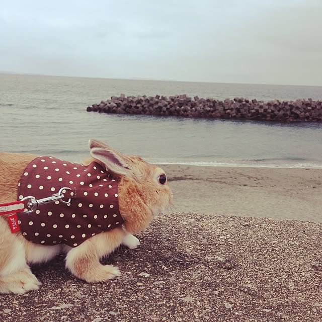 usa_cheeseさんの実例写真