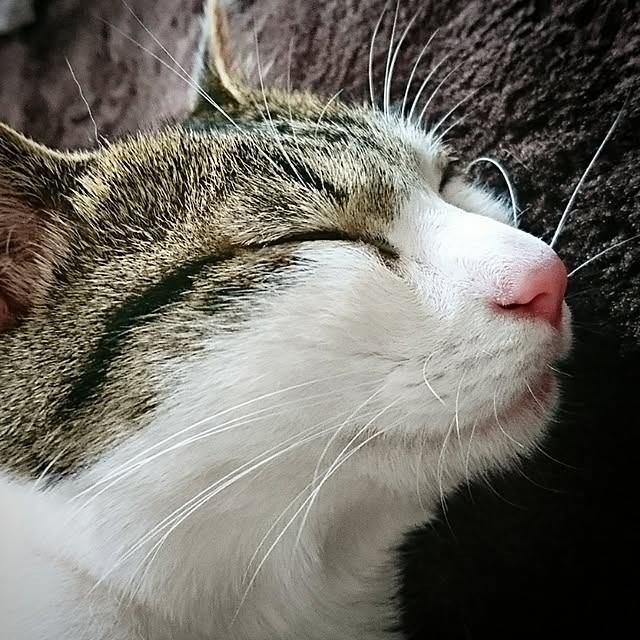 kiraさんの実例写真