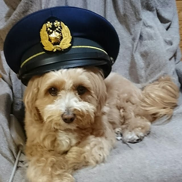 makaronさんの実例写真