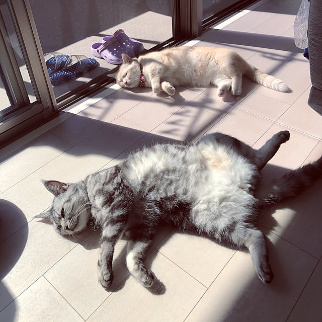 mutsuさんの実例写真
