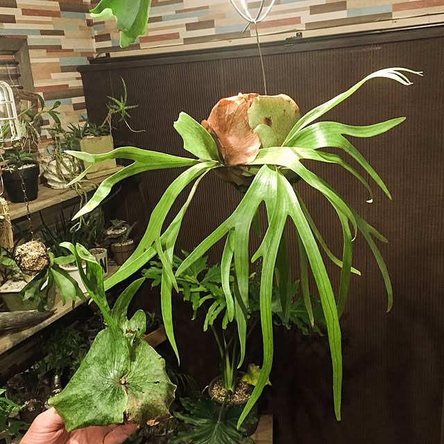 kazooさんの実例写真
