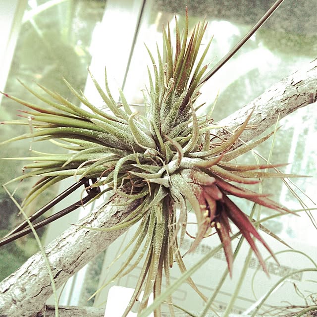 Plantexhibitionhallさんの実例写真