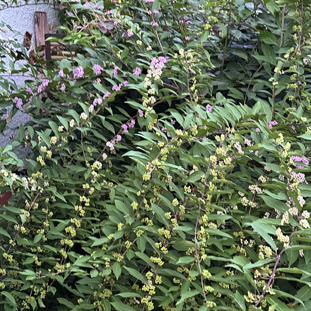 mamizaさんの部屋