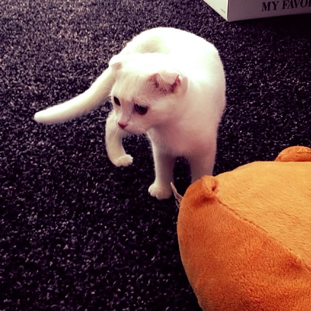 momoさんの実例写真