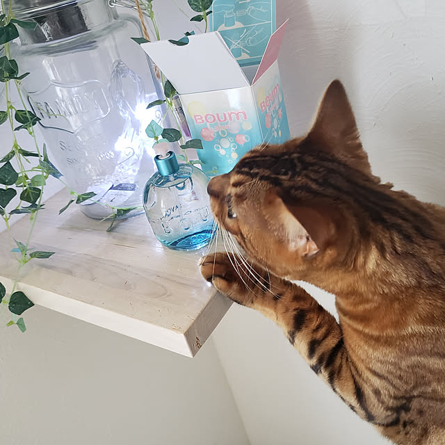 megu.catさんの実例写真