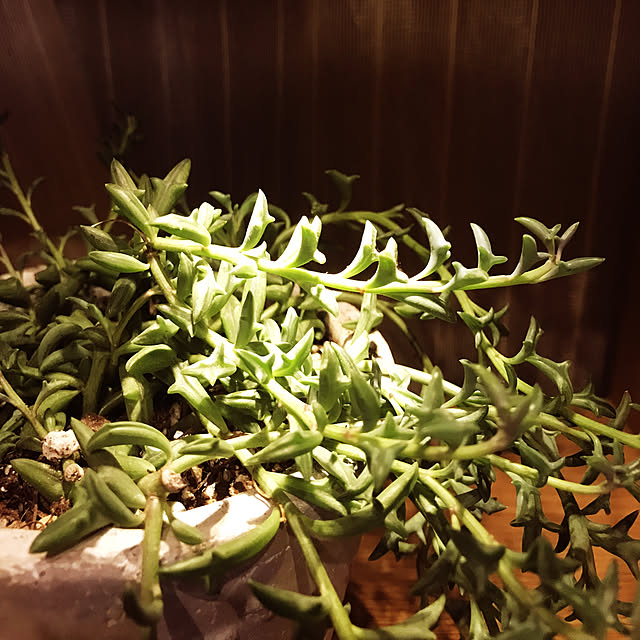 棚/多肉植物のインテリア実例 - 2018-10-28 22:45:21